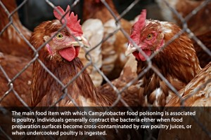 campylobacter2